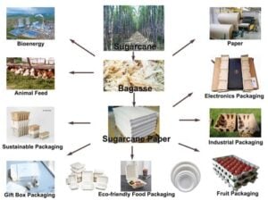 A Guide To Packaging Sugarcane Fiber Everything