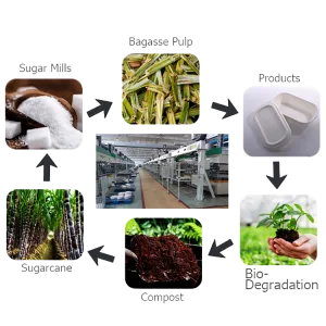 バイオリーダー・バガス包装、レストラン用堆肥化可能食品容器