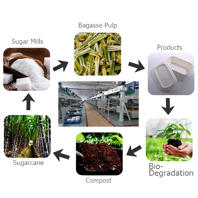 عبوات قصب السكر من Bioleader، حاويات طعام قابلة للتحلل الحيوي للمطاعم
