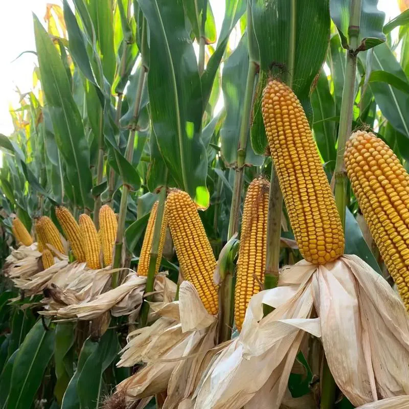 A diferença entre o amido de milho e a polpa de cana-de-açúcar para utensílios de mesa A diferença entre o amido de milho e a polpa de cana-de-açúcar para utensílios de mesa