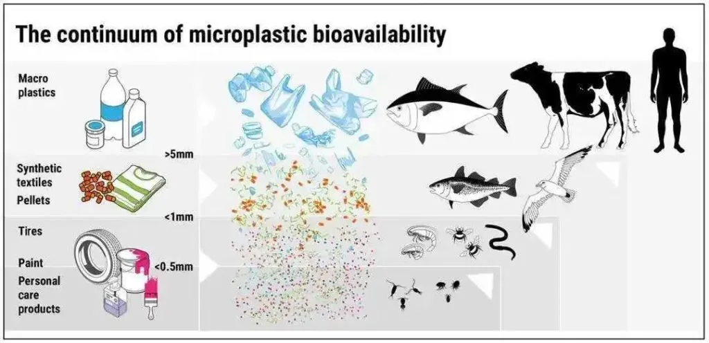 マイクロプラスチックの生物学的利用能の連続体