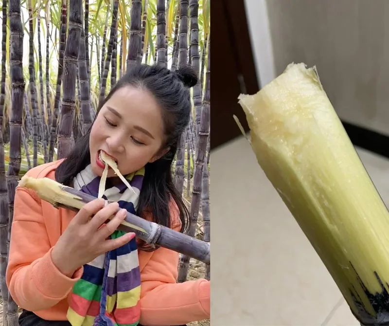 Chinesen können unbedenklich Zuckerrohr essen