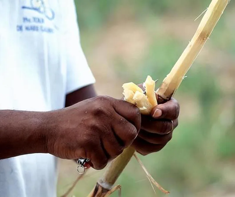 US-Europäer können unbedenklich Zuckerrohr essen