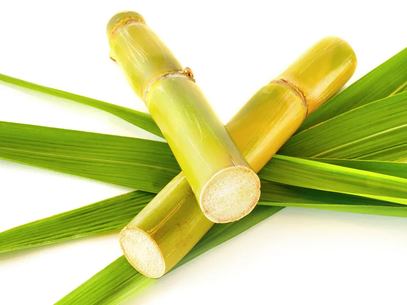 sugarcane bagasse safe to eat