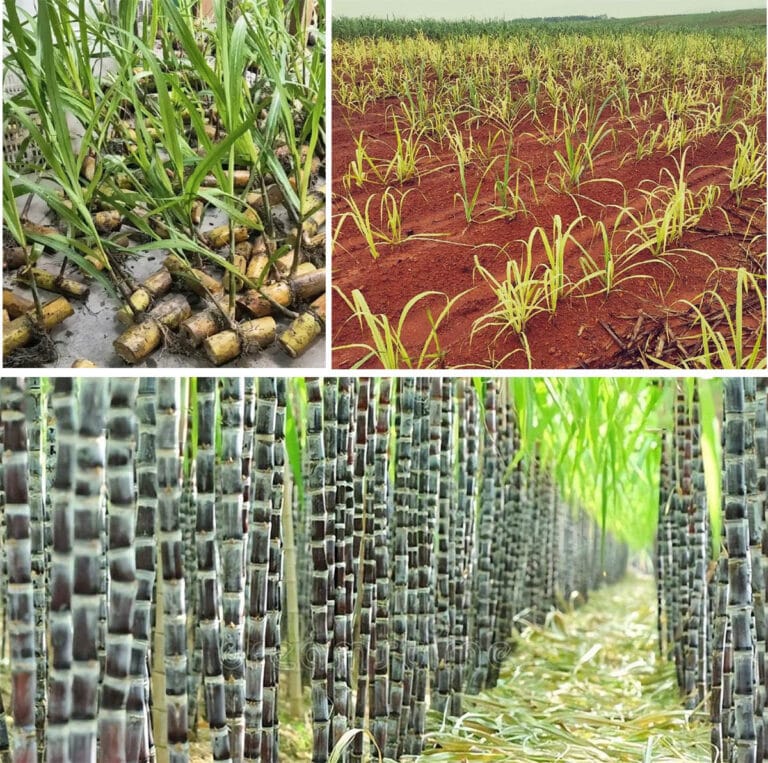 À quelle vitesse pousse la canne à sucre : aperçu de l'herbe la plus sucrée du monde