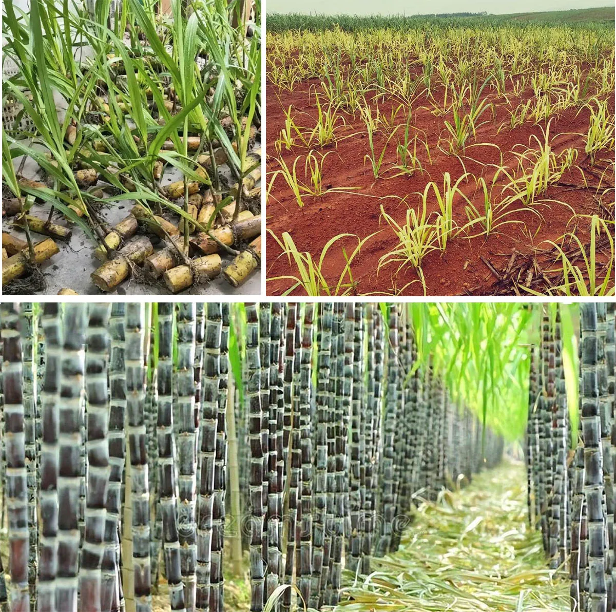 How Fast Does Sugarcane Grows