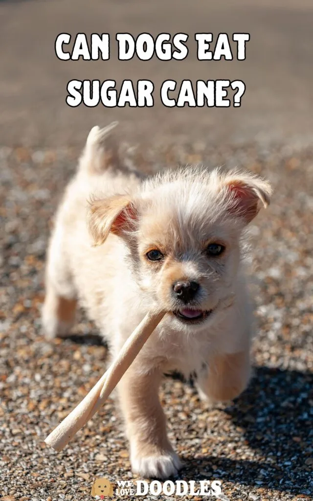 Is Sugarcane Safe for Dogs
