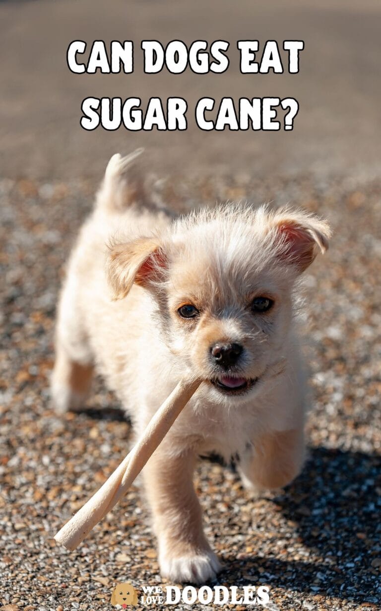 Is Sugarcane Safe for Dogs