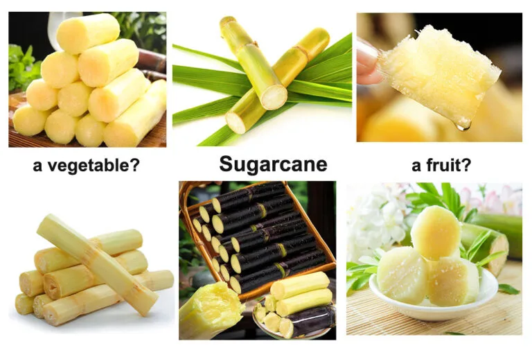 La canne à sucre est-elle un fruit ou un légume ?
