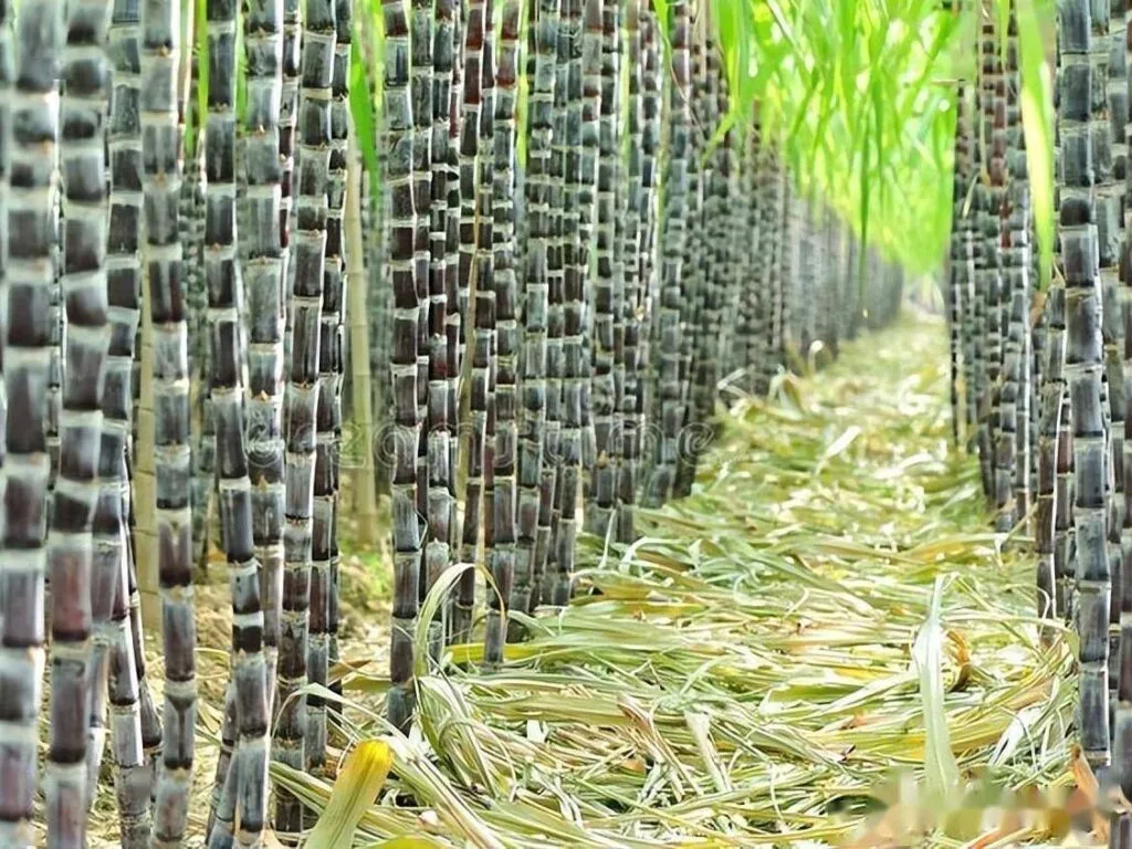 canne à sucre 1 canne à sucre 1