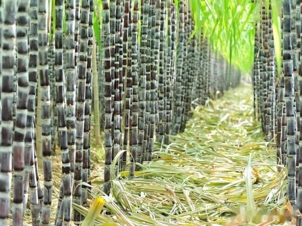 What Is Bagasse And Bagasse Used For what-is-bagasse-and-bagasse-used-for