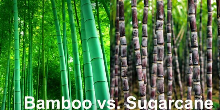 Eco Dilemmas Solved: Bamboo vs. Sugar Cane Explained